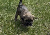 Raven, a female Yorkipoo for sale in Laurel, MD – 2 of 6