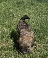 Raven, a female Yorkipoo for sale in Laurel, MD – 6 of 6