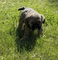 Raven, a female Yorkipoo for sale in Laurel, MD – 3 of 6