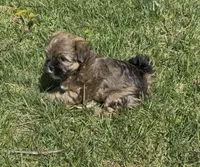 Raven, a female Yorkipoo for sale in Laurel, MD – 5 of 6