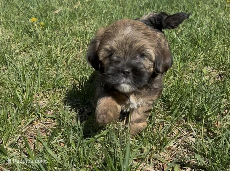 Raven – Yorkipoo puppy for sale in Laurel, MD