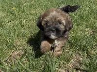 Raven, a female Yorkipoo for sale in Laurel, MD – 1 of 6