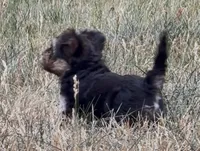 Venus, a female Yorkipoo for sale in Laurel, MD – 5 of 6