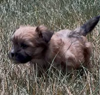 Luna, a female Yorkipoo for sale in Laurel, MD – 6 of 6