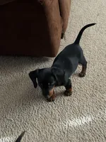 Boy2, a male Miniature Dachshund for sale in Clinton, NC – Photo 2 of 2