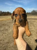 Boy, a male Miniature Dachshund for sale in Clinton, NC – Photo 1 of 2