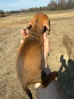 Boy, a male Miniature Dachshund for sale in Clinton, NC – Photo 2 of 2