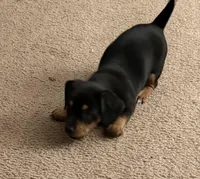 Boy1, a male Miniature Dachshund for sale in Clinton, NC – Photo 2 of 3