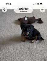 Boy1, a male Miniature Dachshund for sale in Clinton, NC – Photo 1 of 3