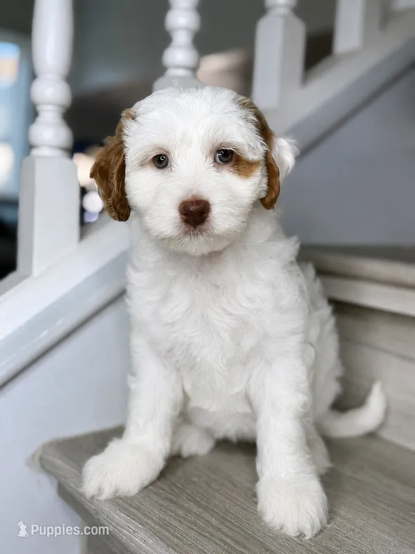 Rosie – Australian Labradoodle puppy for sale in Antelope, CA