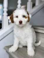 Rosie, a female Australian Labradoodle for sale in Antelope, CA – 1 of 1