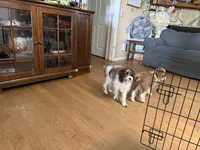 Peanut, a female Aussiedoodle and Miniature Aussiedoodle for sale in Lake City, FL – 7 of 9