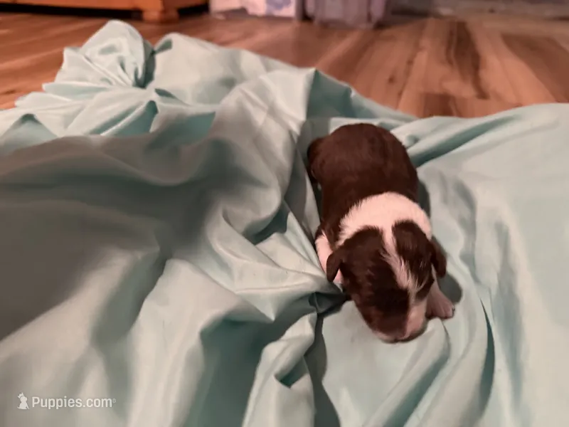 9 – Aussiedoodle puppy for sale in Lake City, FL