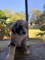 Grey , a male Aussiedoodle for sale in Lake City, FL – 9 of 9