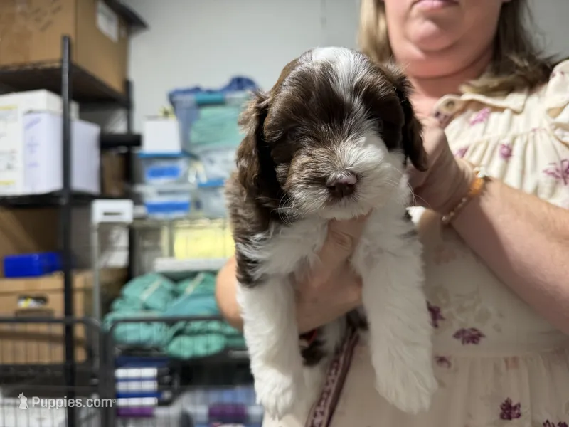 Blue – Aussiedoodle puppy for sale in Lake City, FL