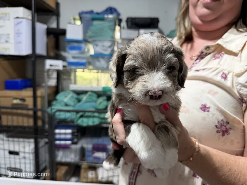 Grey  – Aussiedoodle puppy for sale in Lake City, FL