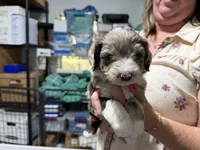 Grey , a male Aussiedoodle for sale in Lake City, FL – 1 of 9