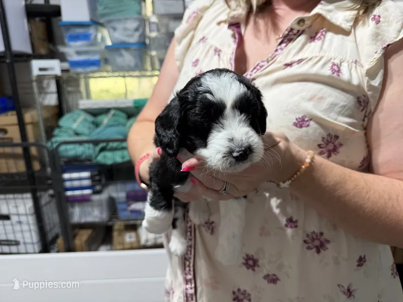 Yellow – Aussiedoodle puppy for sale in Lake City, FL