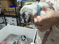 Lt blue, a male Aussiedoodle and Miniature Aussiedoodle for sale in Lake City, FL – 6 of 9
