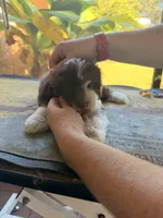 Blue, a male Aussiedoodle and Miniature Aussiedoodle for sale in Lake City, FL – 8 of 9