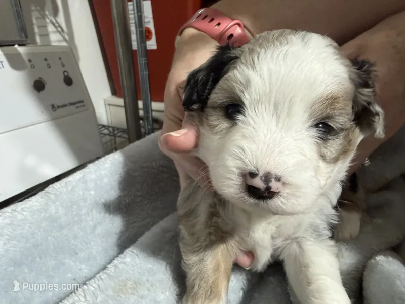 Lavender – Aussiedoodle puppy for sale in Lake City, FL