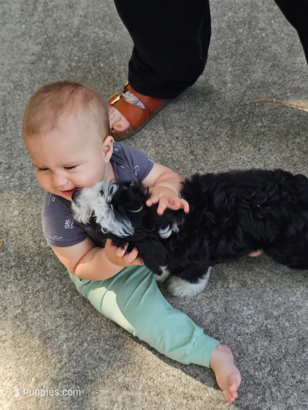Purple – Miniature Aussiedoodle puppy for sale in Lake City, FL
