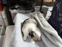 Lt blue, a male Aussiedoodle and Miniature Aussiedoodle for sale in Lake City, FL – 4 of 9