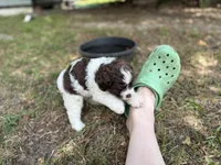 Light blue, a female Miniature Aussiedoodle for sale in Lake City, FL – 2 of 4