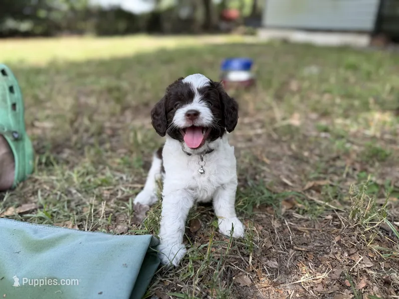 Blue – Miniature Aussiedoodle puppy for sale in Lake City, FL