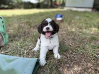 Blue, a male Miniature Aussiedoodle for sale in Lake City, FL – 1 of 4