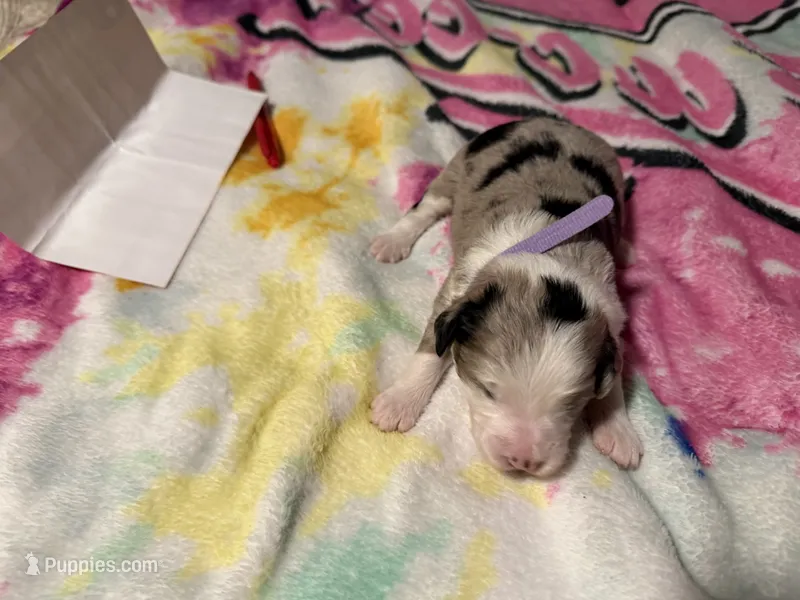 3 – Aussiedoodle puppy for sale in Lake City, FL