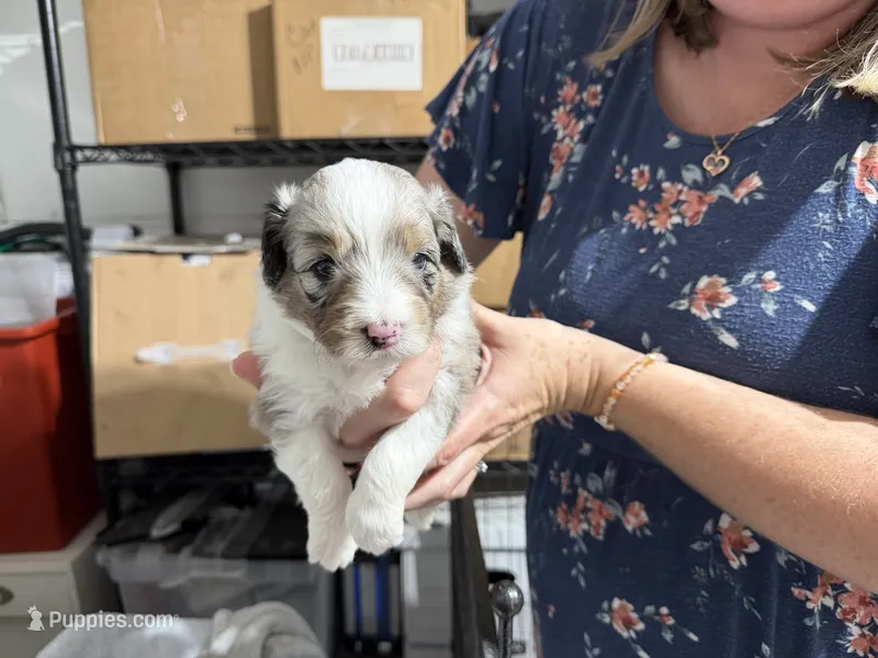Lt blue – Aussiedoodle puppy for sale in Lake City, FL