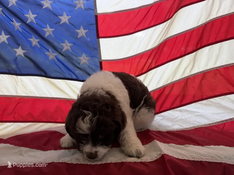 Light blue – Miniature Aussiedoodle puppy for sale in Lake City, FL