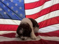 Light blue, a female Miniature Aussiedoodle for sale in Lake City, FL – 2 of 8