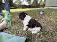 Blue, a male Miniature Aussiedoodle for sale in Lake City, FL – 3 of 4