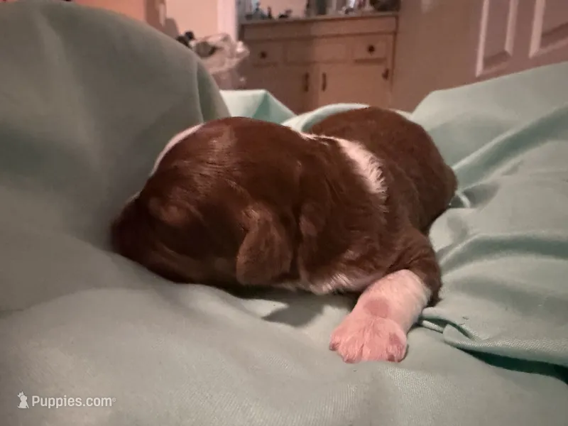 2 – Aussiedoodle puppy for sale in Lake City, FL