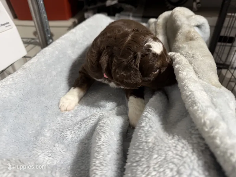 Pink – Aussiedoodle puppy for sale in Lake City, FL