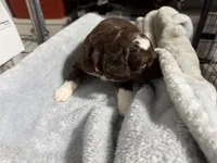 Pink, a female Aussiedoodle and Miniature Aussiedoodle for sale in Lake City, FL – 2 of 9