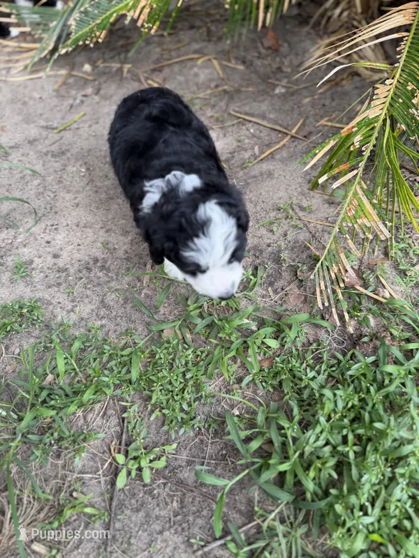 Purple – Miniature Aussiedoodle puppy for sale in Lake City, FL