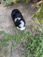 Purple, a female Miniature Aussiedoodle for sale in Lake City, FL – 1 of 2