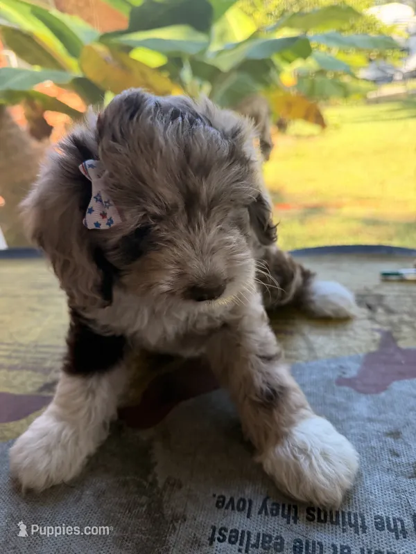 Lavender – Aussiedoodle, Miniature Aussiedoodle puppy for sale in Lake City, FL