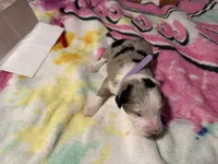 Lavender, a female Aussiedoodle for sale in Lake City, FL – 3 of 3