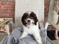 Light blue, a female Miniature Aussiedoodle for sale in Lake City, FL – 6 of 8