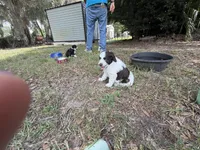 Brown, a male Miniature Aussiedoodle for sale in Lake City, FL – 3 of 3