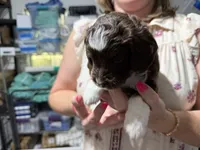 Pink, a female Aussiedoodle and Miniature Aussiedoodle for sale in Lake City, FL – 1 of 9