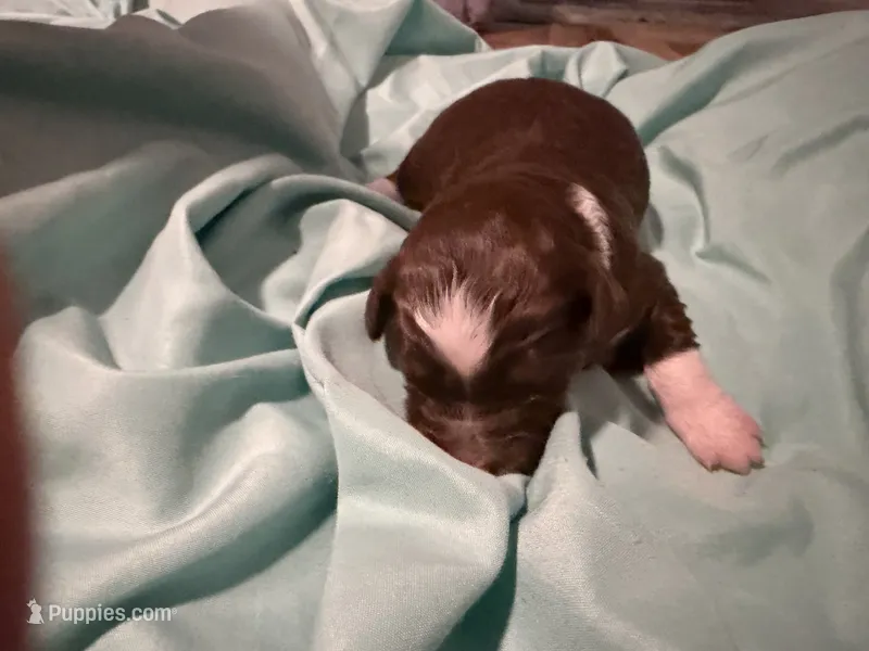 7 – Aussiedoodle puppy for sale in Lake City, FL