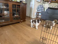 Peanut, a female Aussiedoodle and Miniature Aussiedoodle for sale in Lake City, FL – 9 of 9