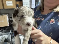 Grey , a male Aussiedoodle for sale in Lake City, FL – 4 of 9