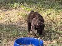 Pinky, a female Miniature Aussiedoodle for sale in Lake City, FL – 3 of 4