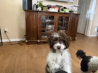 Peanut, a female Aussiedoodle and Miniature Aussiedoodle for sale in Lake City, FL – 8 of 9